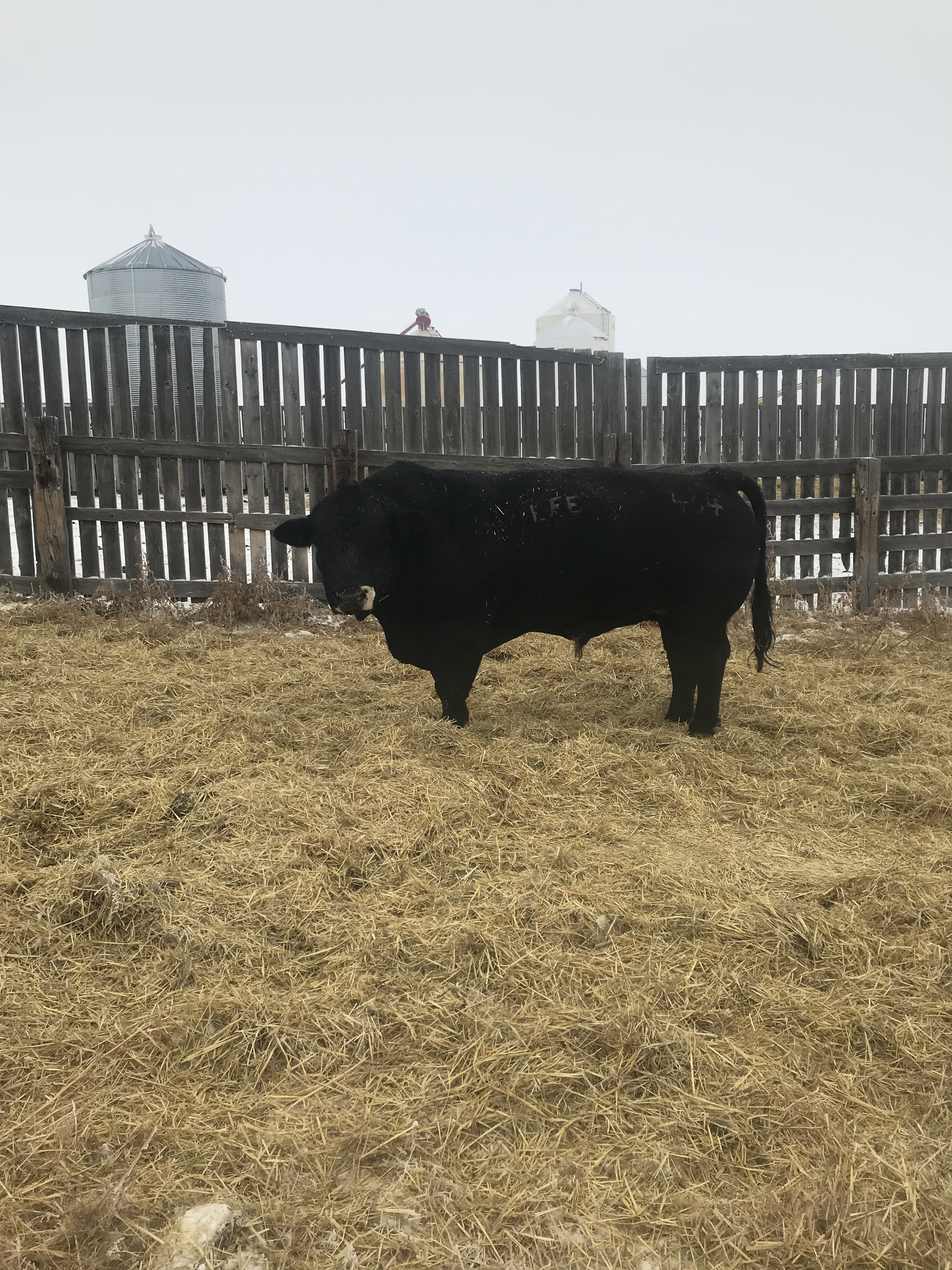 Northern Livestock Sales