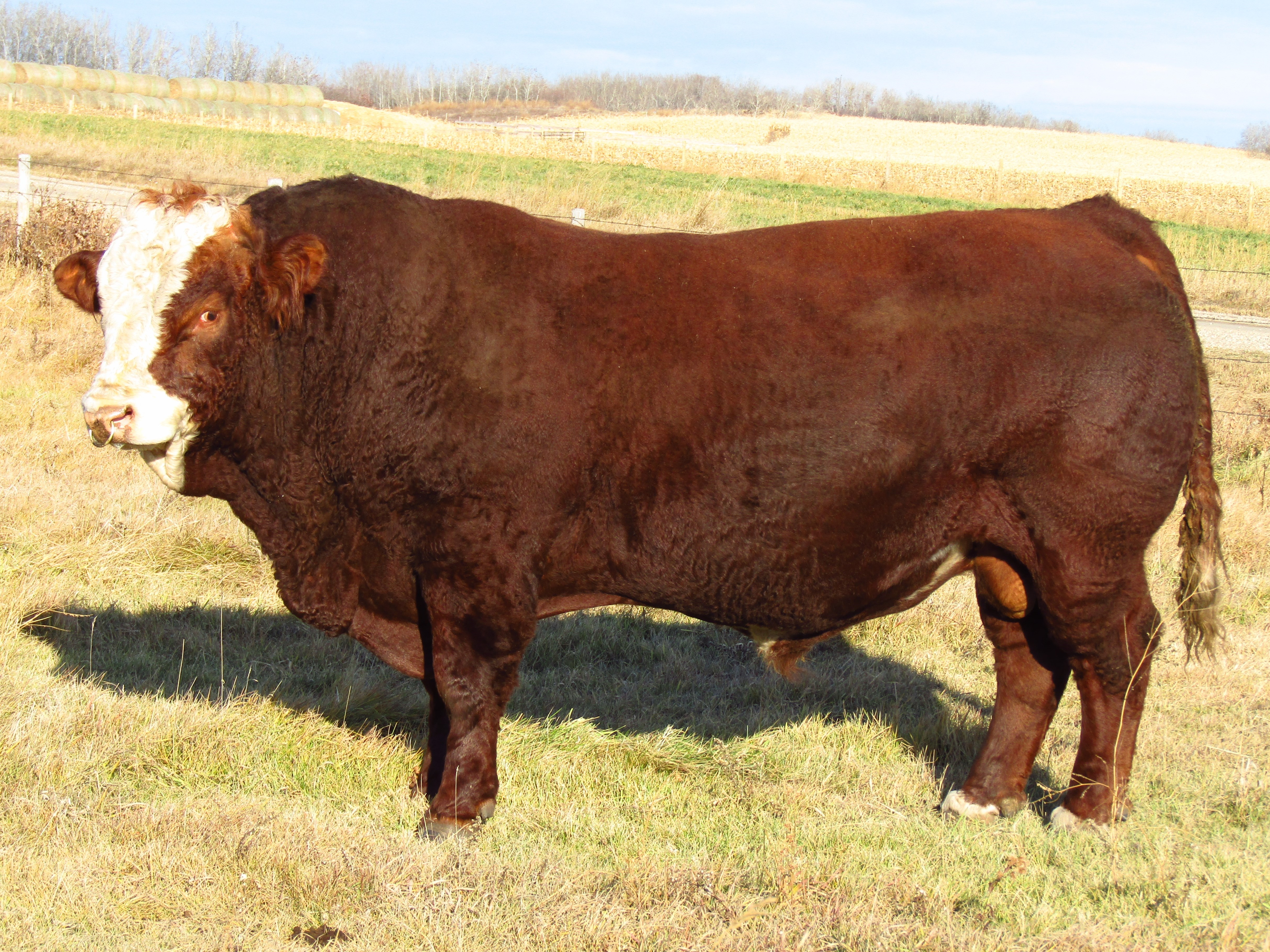 Northern Livestock Sales