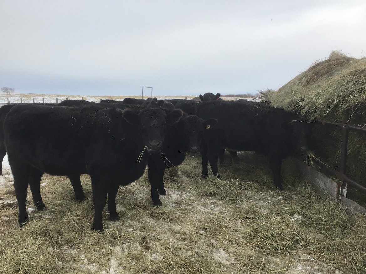 Northern Livestock Sales