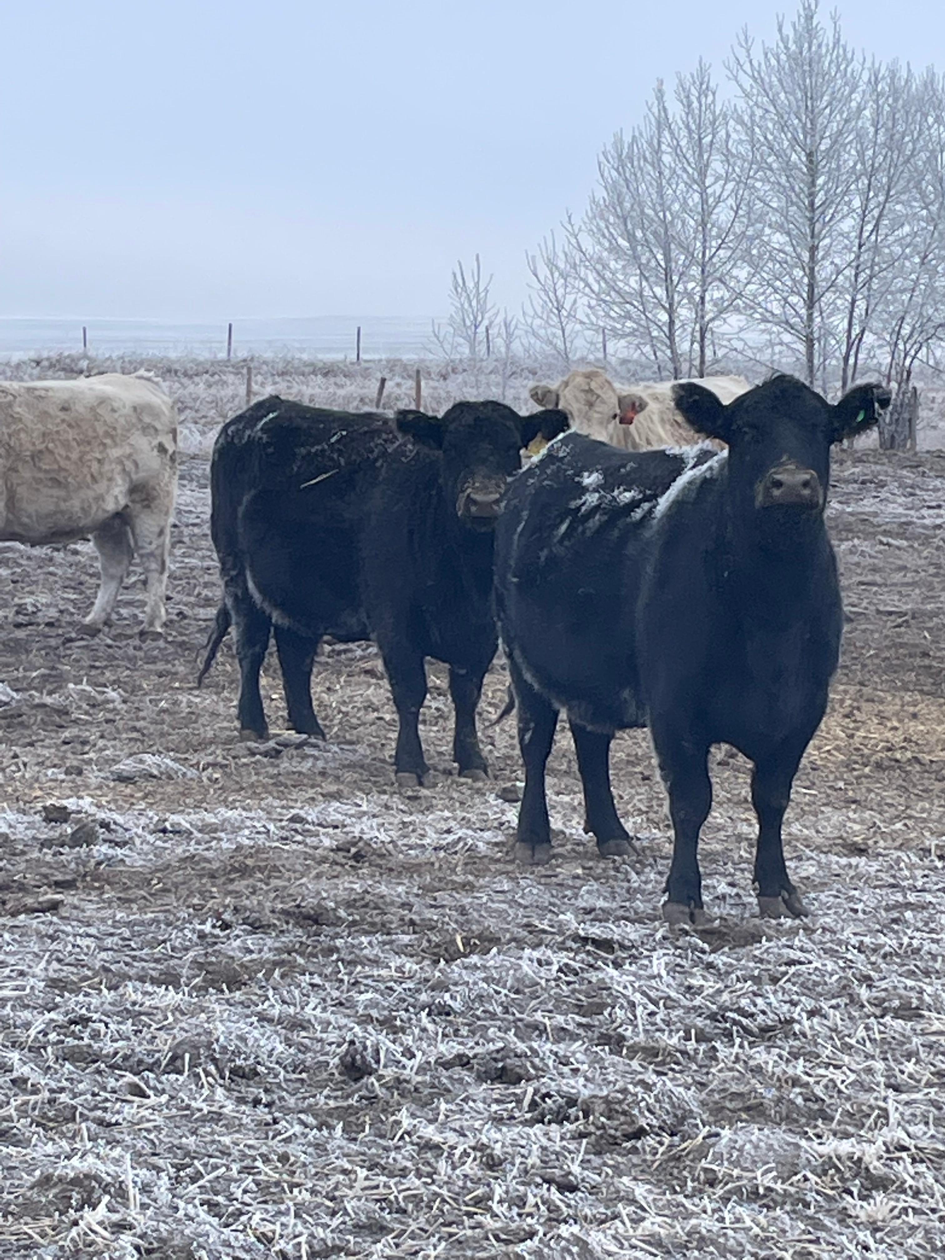 Northern Livestock Sales