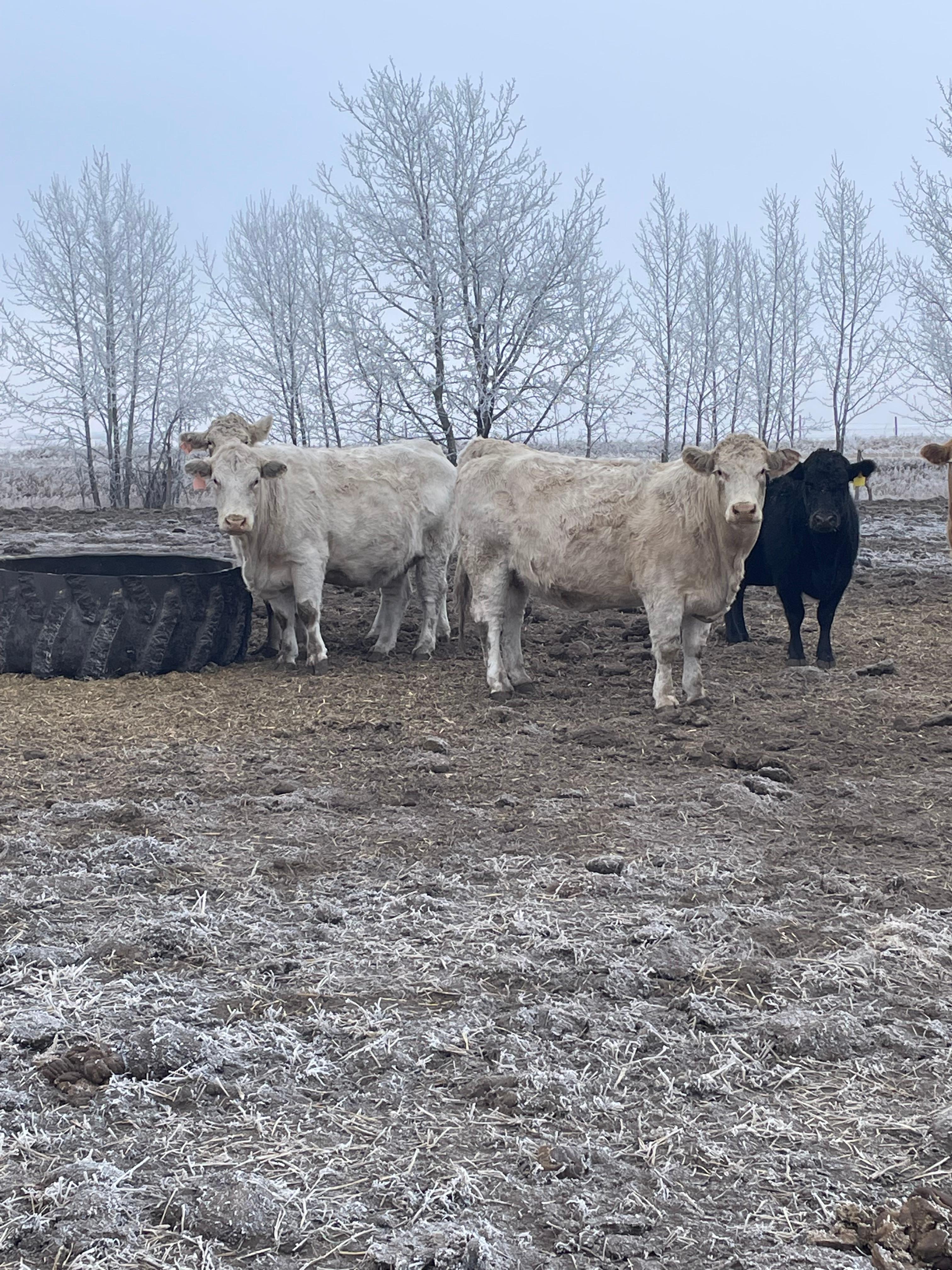 Northern Livestock Sales