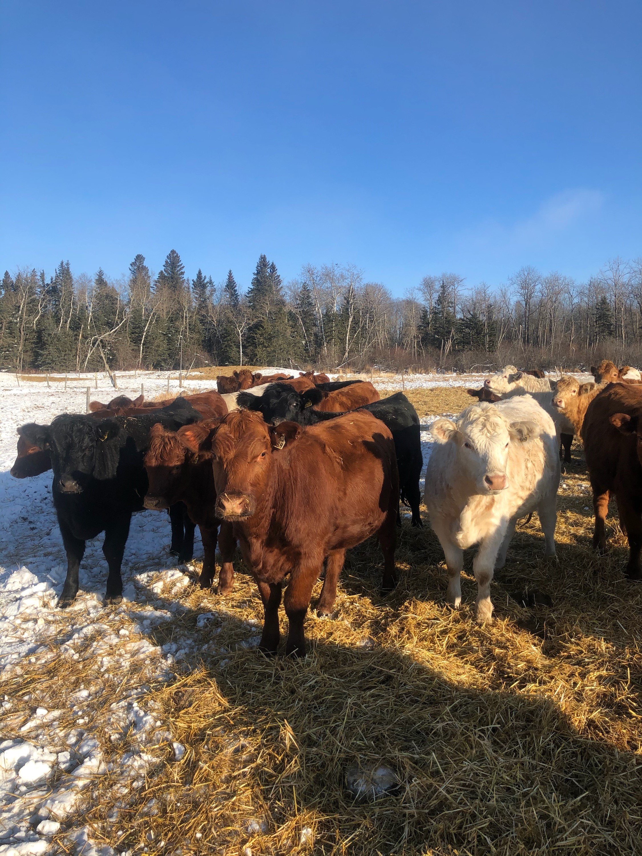 Northern Livestock Sales