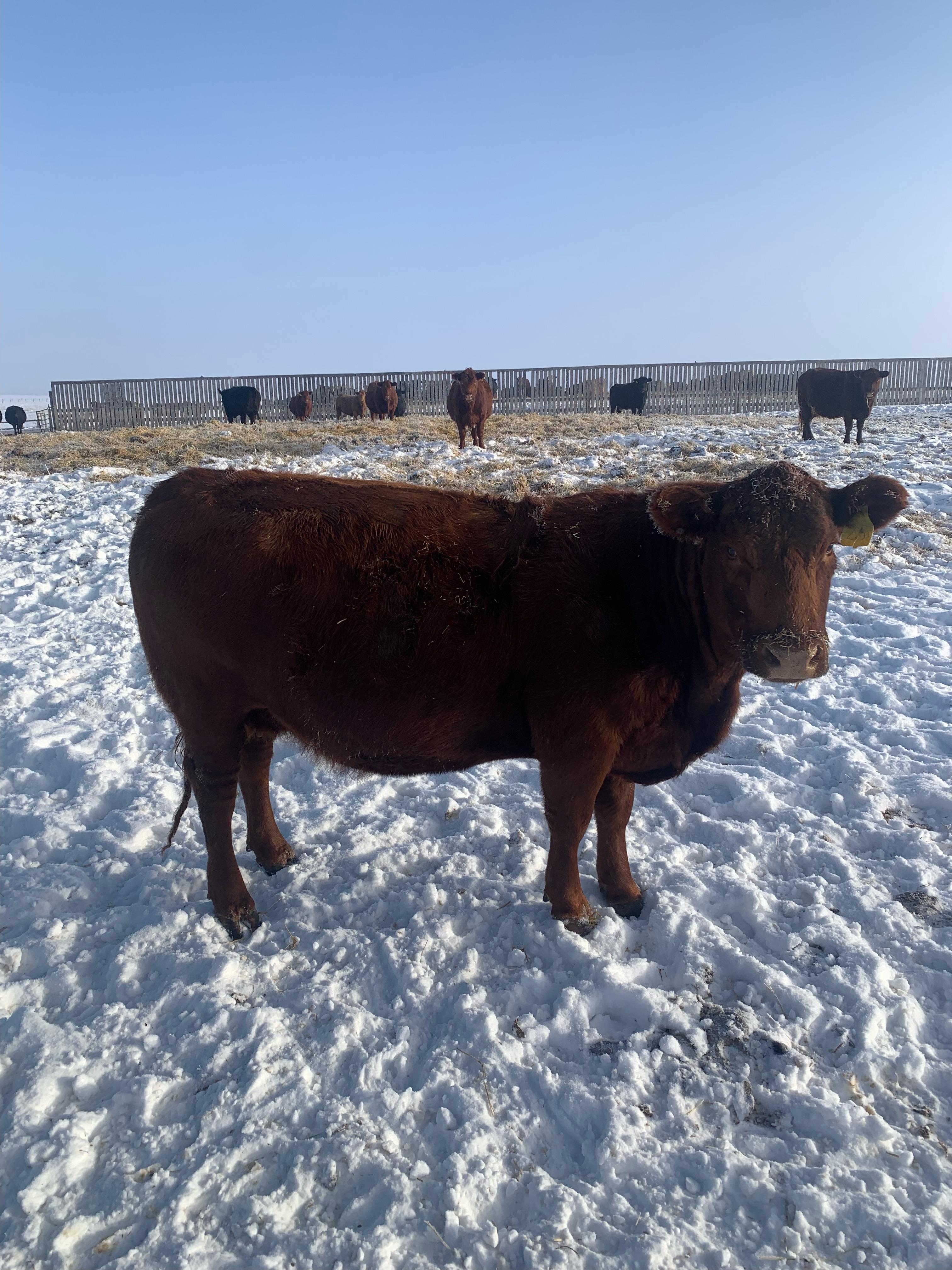 Northern Livestock Sales